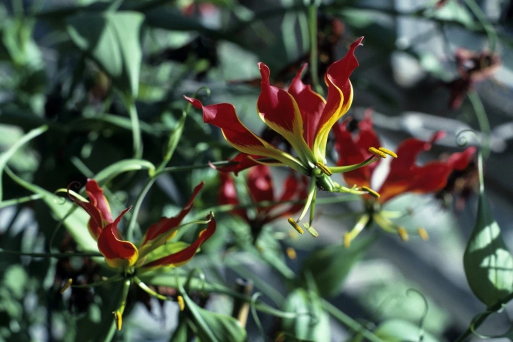 Kit De Culture - Lis De Malabar - 15 Graines - Gloriosa Rothschildiana 7 Kit De Culture - Lis De Malabar - 15 Graines - Gloriosa Rothschildiana – Image 5