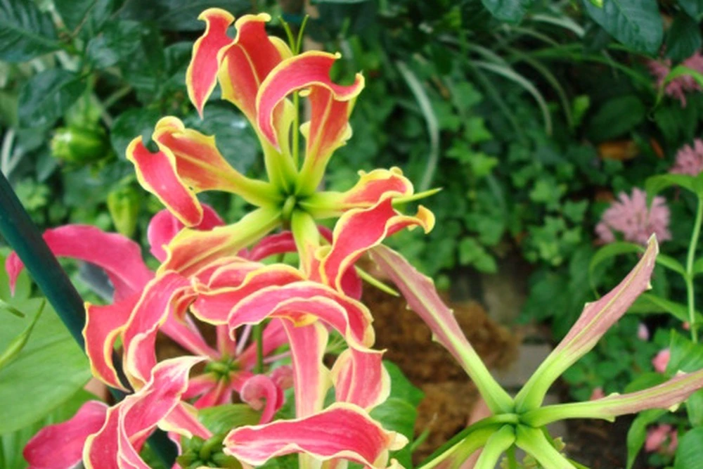 Kit De Culture - Lis De Malabar - 15 Graines - Gloriosa Rothschildiana 8 Kit De Culture - Lis De Malabar - 15 Graines - Gloriosa Rothschildiana – Image 6