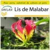 Kit De Culture - Lis De Malabar - 15 Graines - Gloriosa Rothschildiana 1 Kit De Culture - Lis De Malabar - 15 Graines - Gloriosa Rothschildiana -Terre et Verdure 64064179434a71.50888916