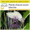 Kit De Culture - Plante Chauve-souris Blanche - 10 Graines - Tacca Integrifolia -Terre et Verdure 6406417d5a68f8.54747402