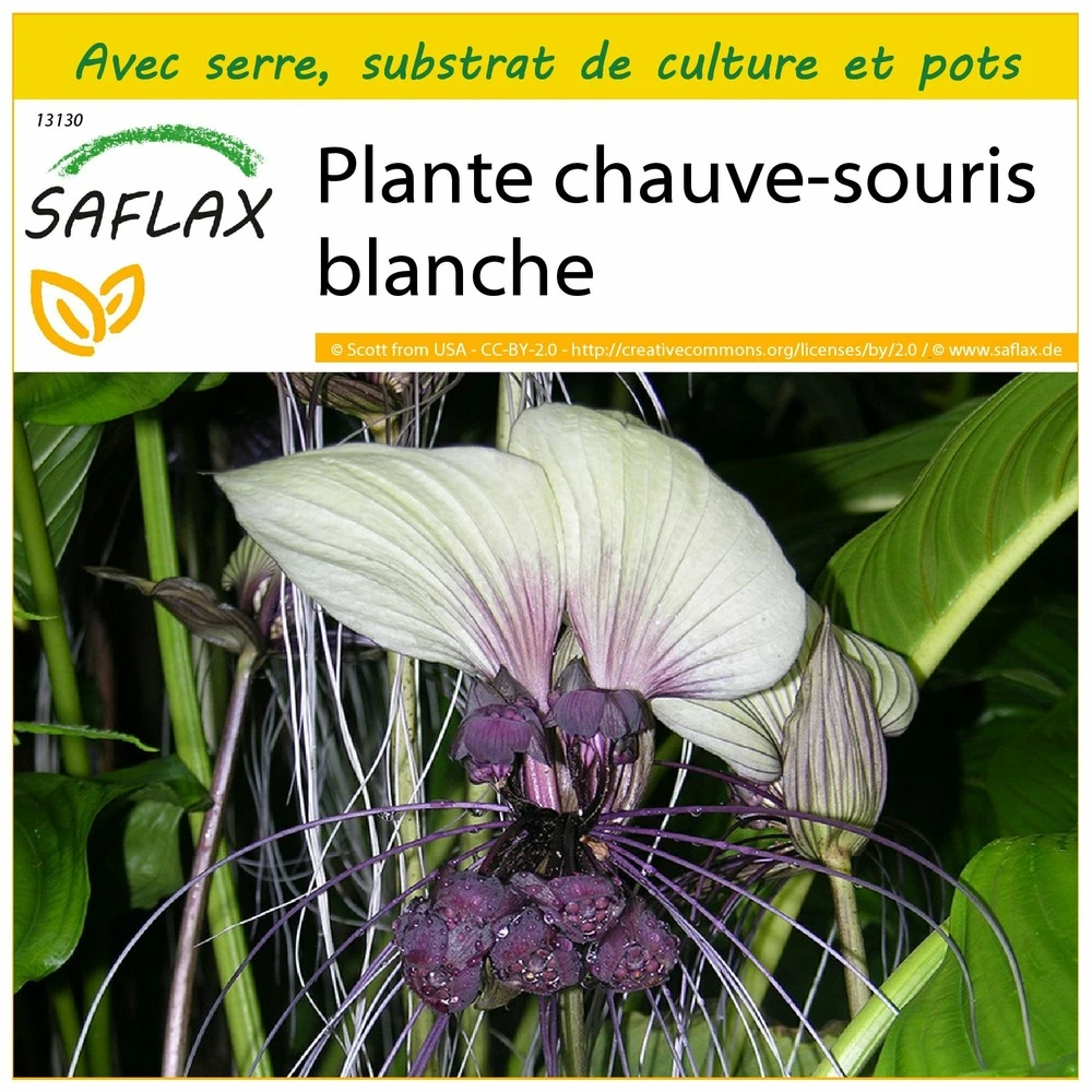 Kit De Culture - Plante Chauve-souris Blanche - 10 Graines - Tacca Integrifolia 3 Kit De Culture - Plante Chauve-souris Blanche - 10 Graines - Tacca Integrifolia