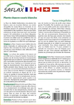 Kit De Culture - Plante Chauve-souris Blanche - 10 Graines - Tacca Integrifolia 8 Kit De Culture - Plante Chauve-souris Blanche - 10 Graines - Tacca Integrifolia -Terre et Verdure 6406417d60c3a0.37345696