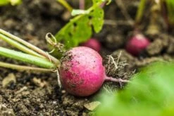 Kit De Culture - Bio - Radis - Cherry Bell - 100 Graines - Raphanus Sativus -Terre et Verdure 640641a6420921.87770760