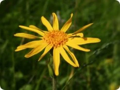 Kit De Culture - Arnica Des Montagnes - 40 Graines - Arnica Montana 9 Kit De Culture - Arnica Des Montagnes - 40 Graines - Arnica Montana -Terre et Verdure 640641a8f3e957.44733188