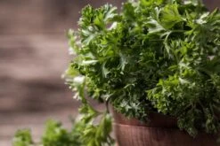 Kit De Culture - Bio - Persil Frisé - 800 Graines - Petroselinum Crispum -Terre et Verdure 640641ae84ab86.75027248