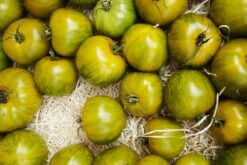 Kit De Culture - Bio - Tomate - Verte Zébrée - 10 Graines - Solanum Lycopersicum -Terre et Verdure 640641b048ed84.03400656