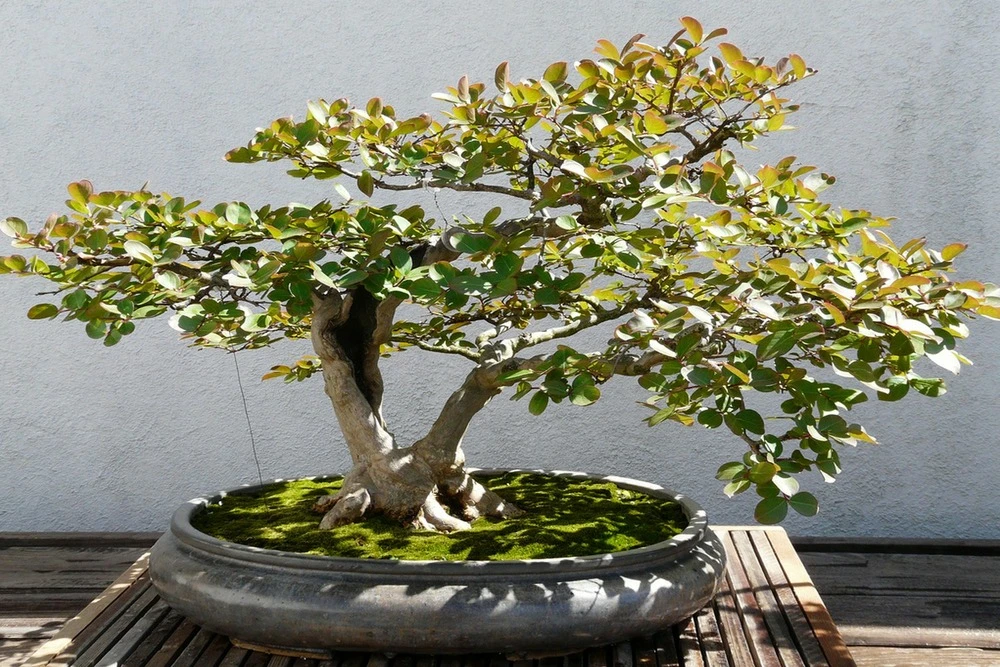 Kit De Culture - Myrte Commun - 30 Graines - Myrtus Communis 6 Kit De Culture - Myrte Commun - 30 Graines - Myrtus Communis – Image 4