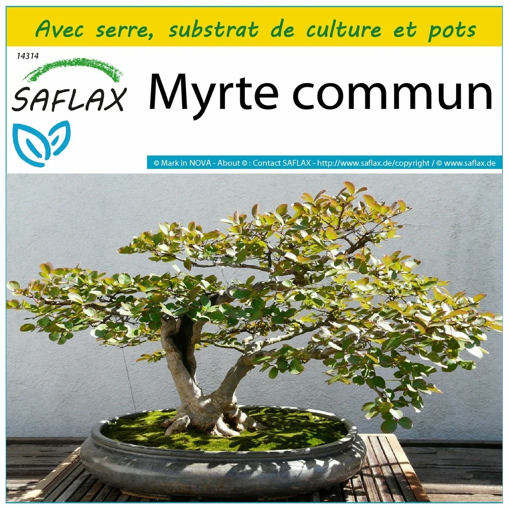 Kit De Culture - Myrte Commun - 30 Graines - Myrtus Communis 3 Kit De Culture - Myrte Commun - 30 Graines - Myrtus Communis