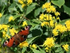 Kit De Culture - Solidage Verge D'or - 100 Graines - Solidago Virgaurea 9 Kit De Culture - Solidage Verge D'or - 100 Graines - Solidago Virgaurea -Terre et Verdure 640641b4c90c32.39776300