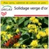 Kit De Culture - Solidage Verge D'or - 100 Graines - Solidago Virgaurea 1 Kit De Culture - Solidage Verge D'or - 100 Graines - Solidago Virgaurea -Terre et Verdure 640641b4cf5364.32455388