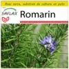 Kit De Culture - Romarin - 100 Graines - Rosmarinus Officinalis -Terre et Verdure 640641bc616d86.74543982