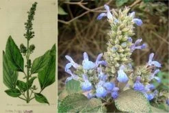 Kit De Culture - Chia - 500 Graines - Salvia Hispanica -Terre et Verdure 640641c579de98.62891474