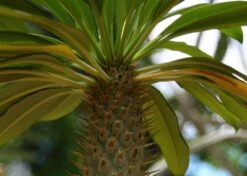 Kit De Culture - Palmier De Madagascar - 10 Graines - Pachypodium Lamerei 15 Kit De Culture - Palmier De Madagascar - 10 Graines - Pachypodium Lamerei -Terre et Verdure 640641c7226726.92813528