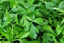 Kit De Culture - Bio - Cerfeuil Commun - 800 Graines - Anthriscus Cerefolium -Terre et Verdure 640641c887fe75.85740285