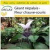 Kit De Culture - Géant Népalais - Fleur Chauve-souris - 10 Graines - Tacca Nevia White 1 Kit De Culture - Géant Népalais - Fleur Chauve-souris - 10 Graines - Tacca Nevia White -Terre et Verdure 640641cb421da8.08619317