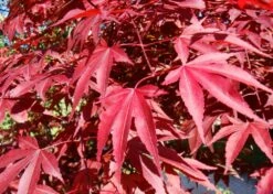 Kit De Culture - Erable Du Japon Pourpre - 20 Graines - Acer Palmatum Atropurpureum 14 Kit De Culture - Erable Du Japon Pourpre - 20 Graines - Acer Palmatum Atropurpureum -Terre et Verdure 640641d81e91c2.05775496