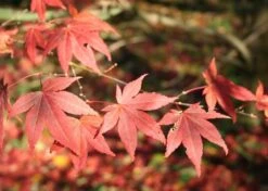 Kit De Culture - Erable Du Japon Pourpre - 20 Graines - Acer Palmatum Atropurpureum 13 Kit De Culture - Erable Du Japon Pourpre - 20 Graines - Acer Palmatum Atropurpureum -Terre et Verdure 640641d8236e87.81519951