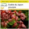 Kit De Culture - Erable Du Japon Pourpre - 20 Graines - Acer Palmatum Atropurpureum 2 Kit De Culture - Erable Du Japon Pourpre - 20 Graines - Acer Palmatum Atropurpureum -Terre et Verdure 640641d828db01.67437939