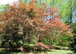 Kit De Culture - Erable Du Japon Pourpre - 20 Graines - Acer Palmatum Atropurpureum 15 Kit De Culture - Erable Du Japon Pourpre - 20 Graines - Acer Palmatum Atropurpureum -Terre et Verdure 640641d82dff97.81256788