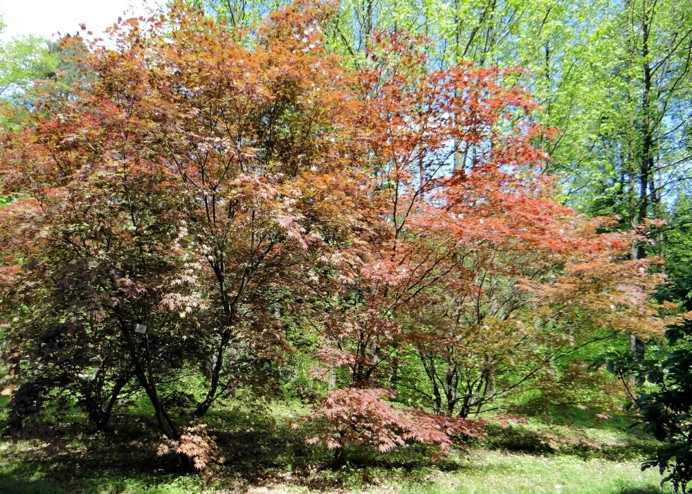 Kit De Culture - Erable Du Japon Pourpre - 20 Graines - Acer Palmatum Atropurpureum 9 Kit De Culture - Erable Du Japon Pourpre - 20 Graines - Acer Palmatum Atropurpureum – Image 7