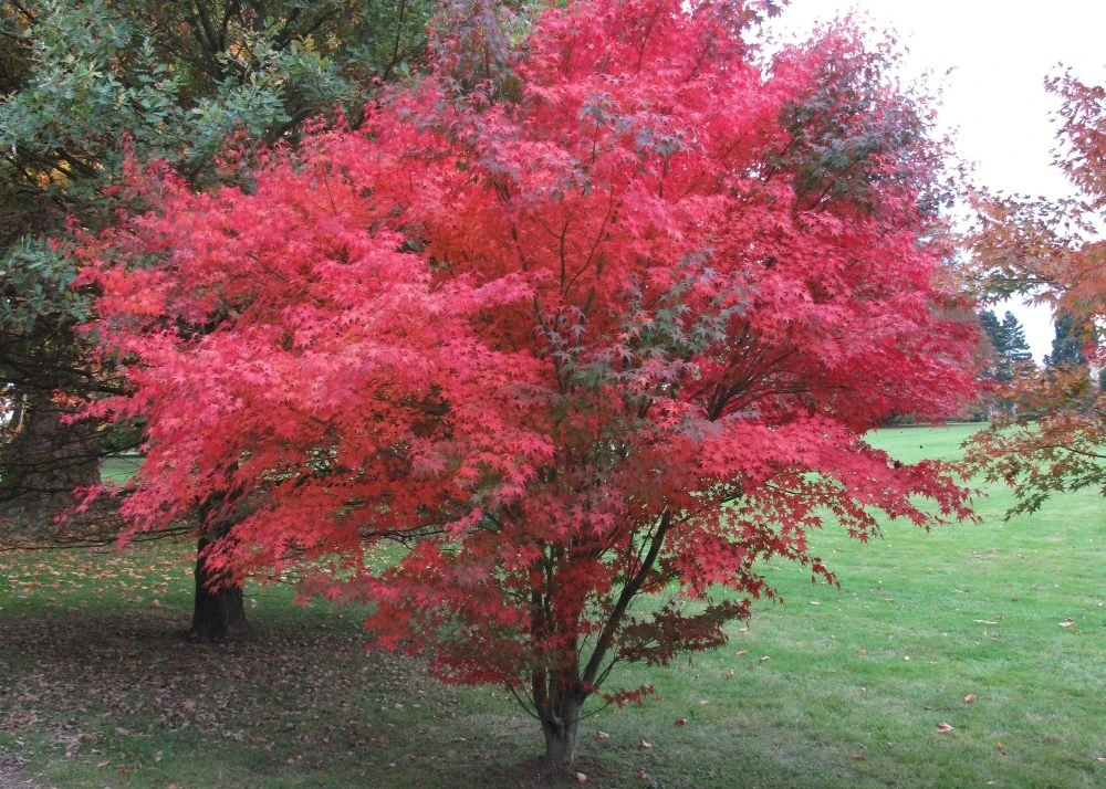 Kit De Culture - Erable Du Japon Pourpre - 20 Graines - Acer Palmatum Atropurpureum 6 Kit De Culture - Erable Du Japon Pourpre - 20 Graines - Acer Palmatum Atropurpureum – Image 4