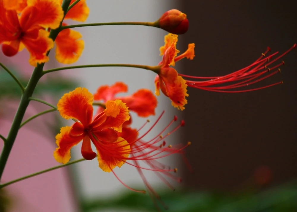 Kit De Culture - Orgueil De Chine - 10 Graines - Caesalpinia Pulcherrima 8 Kit De Culture - Orgueil De Chine - 10 Graines - Caesalpinia Pulcherrima – Image 6