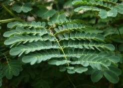 Kit De Culture - Orgueil De Chine - 10 Graines - Caesalpinia Pulcherrima 13 Kit De Culture - Orgueil De Chine - 10 Graines - Caesalpinia Pulcherrima -Terre et Verdure 640641f12730a7.73038490