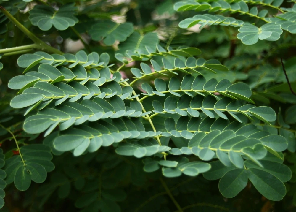 Kit De Culture - Orgueil De Chine - 10 Graines - Caesalpinia Pulcherrima 7 Kit De Culture - Orgueil De Chine - 10 Graines - Caesalpinia Pulcherrima – Image 5