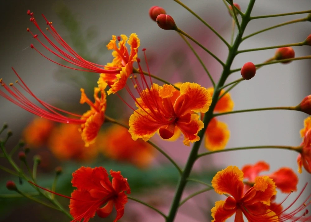 Kit De Culture - Orgueil De Chine - 10 Graines - Caesalpinia Pulcherrima 9 Kit De Culture - Orgueil De Chine - 10 Graines - Caesalpinia Pulcherrima – Image 7