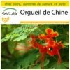 Kit De Culture - Orgueil De Chine - 10 Graines - Caesalpinia Pulcherrima