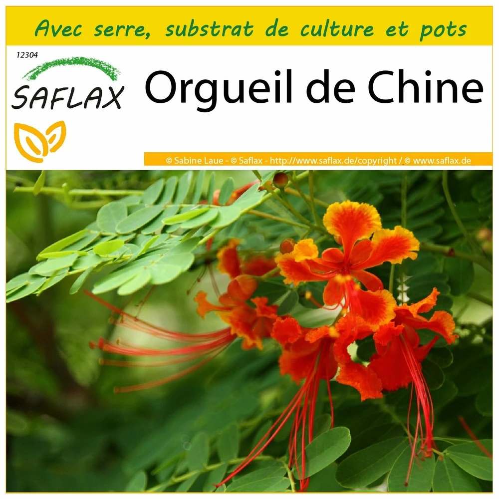 Kit De Culture - Orgueil De Chine - 10 Graines - Caesalpinia Pulcherrima 3 Kit De Culture - Orgueil De Chine - 10 Graines - Caesalpinia Pulcherrima