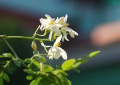 Kit De Culture - Moringa - 10 Graines - Moringa Oleifera -Terre et Verdure 640641f4547a73.61153088