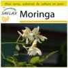 Kit De Culture - Moringa - 10 Graines - Moringa Oleifera 1 Kit De Culture - Moringa - 10 Graines - Moringa Oleifera -Terre et Verdure 640641f4591fb8.46867960