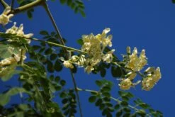 Kit De Culture - Moringa - 10 Graines - Moringa Oleifera -Terre et Verdure 640641f45e0099.40617785