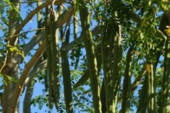 Kit De Culture - Moringa - 10 Graines - Moringa Oleifera -Terre et Verdure 640641f462d1b0.92586215