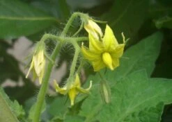 Kit De Culture - Tomate San Marzano - 10 Graines - Lycopersicon Esculentum -Terre et Verdure 640641fa29a824.71109885