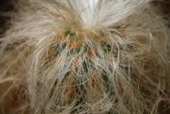 Kit De Culture - Vieil Homme Des Andes - 40 Graines - Oreocereus Celsianus -Terre et Verdure 6406421319bf09.55918901