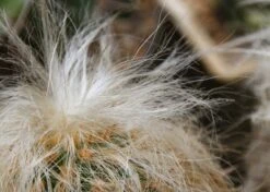 Kit De Culture - Vieil Homme Des Andes - 40 Graines - Oreocereus Celsianus -Terre et Verdure 640642131e7c97.68380268