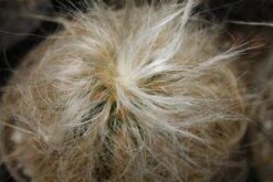 Kit De Culture - Vieil Homme Des Andes - 40 Graines - Oreocereus Celsianus -Terre et Verdure 64064213238914.02708494