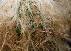 Kit De Culture - Vieil Homme Des Andes - 40 Graines - Oreocereus Celsianus -Terre et Verdure 640642132a3d31.45958194