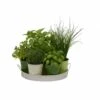 Plateau 7 Herbes Aromatiques 1 Plateau 7 Herbes Aromatiques -Terre et Verdure 640a28135225b8.02093099