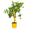 Citrus Limon - Citronnier - Arbre Fruitier - Persistant - ⌀21 Cm - ↕70-80 Cm -Terre et Verdure 640b1fd8ed1f29.28505670