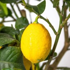Citrus Limon - Citronnier - Arbre Fruitier - Persistant - ⌀21 Cm - ↕70-80 Cm -Terre et Verdure 640b1fd8f19335.79451771