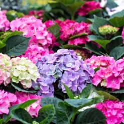 3x Hydrangea Macrophylla Mix – Hortensia – Arbuste - Rustique – ⌀14 Cm - ↕30-40 Cm 9 3x Hydrangea Macrophylla Mix – Hortensia – Arbuste - Rustique – ⌀14 Cm - ↕30-40 Cm -Terre et Verdure 640b1ffd9bd139.56396936