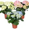 3x Hydrangea Macrophylla Mix – Hortensia – Arbuste - Rustique – ⌀14 Cm - ↕30-40 Cm -Terre et Verdure 640b1ffd9f2ce4.32807115