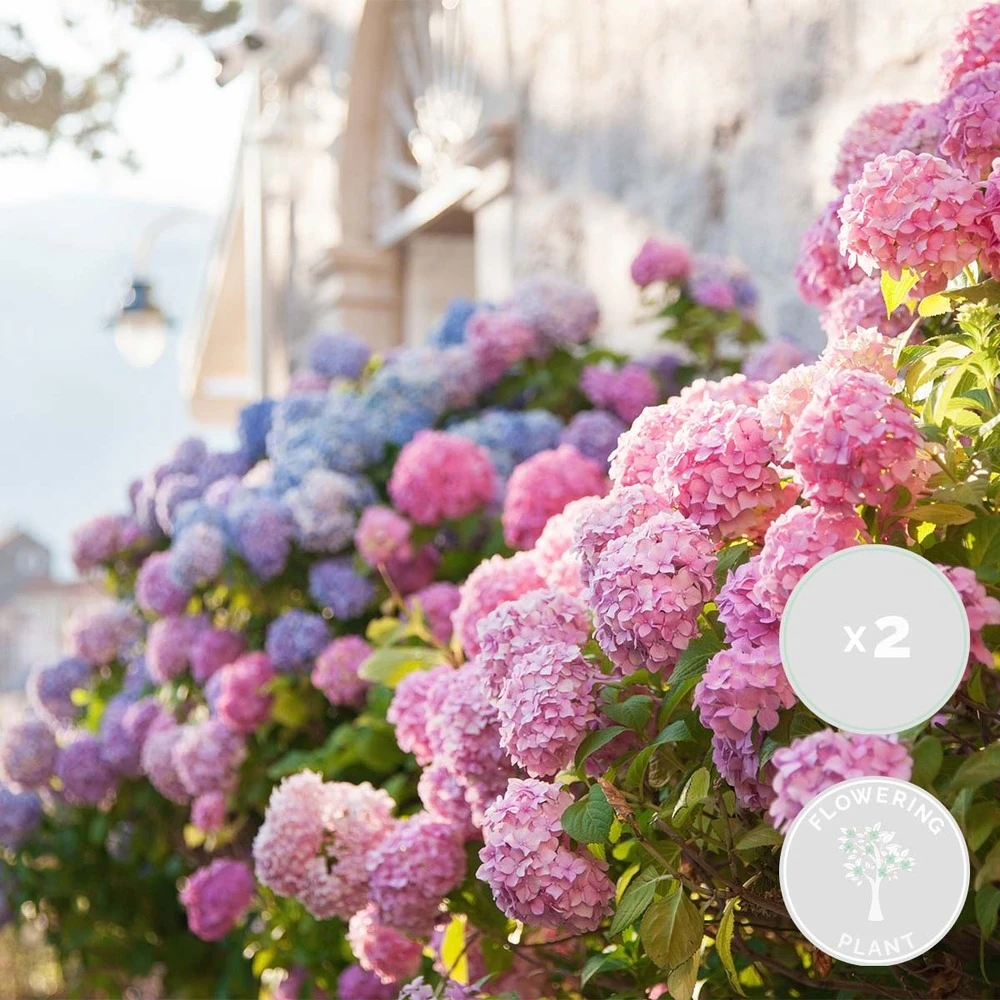 3x Hydrangea Macrophylla Mix – Hortensia – Arbuste - Rustique – ⌀14 Cm - ↕30-40 Cm 4 3x Hydrangea Macrophylla Mix – Hortensia – Arbuste - Rustique – ⌀14 Cm - ↕30-40 Cm – Image 2