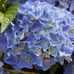 Hydrangea Macrophylla 'early Blue'– Hortensia – Arbuste - Rustique – ⌀14 Cm - ↕30-40 Cm -Terre et Verdure 640b2008107088.98115395