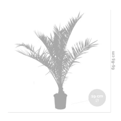 2x Phoenix Canariensis - Palmier Dattier Des Canaries - Palmier - Rustique – ⌀19 Cm - ↕80-100 Cm -Terre et Verdure 640b20121a6e42.84880021