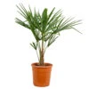 Trachycarpus Fortunei - Palmier Chinois - Palmier - Rustique – ⌀24 Cm - ↕70-80 Cm -Terre et Verdure 640b201be00b46.49785904