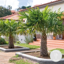 Trachycarpus Fortunei - Palmier Chinois - Palmier - Rustique – ⌀24 Cm - ↕70-80 Cm -Terre et Verdure 640b201c13d5e6.86961086